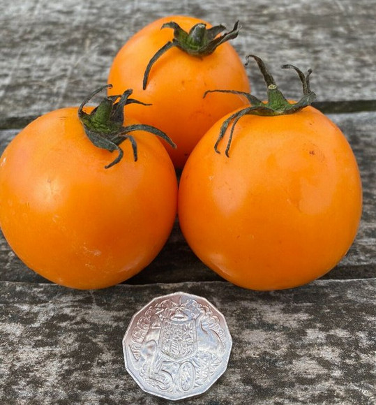 10 seeds Ilses ORANGE Latvian Tomato Rare Heirloom Variety Tetracislycopene 6.73