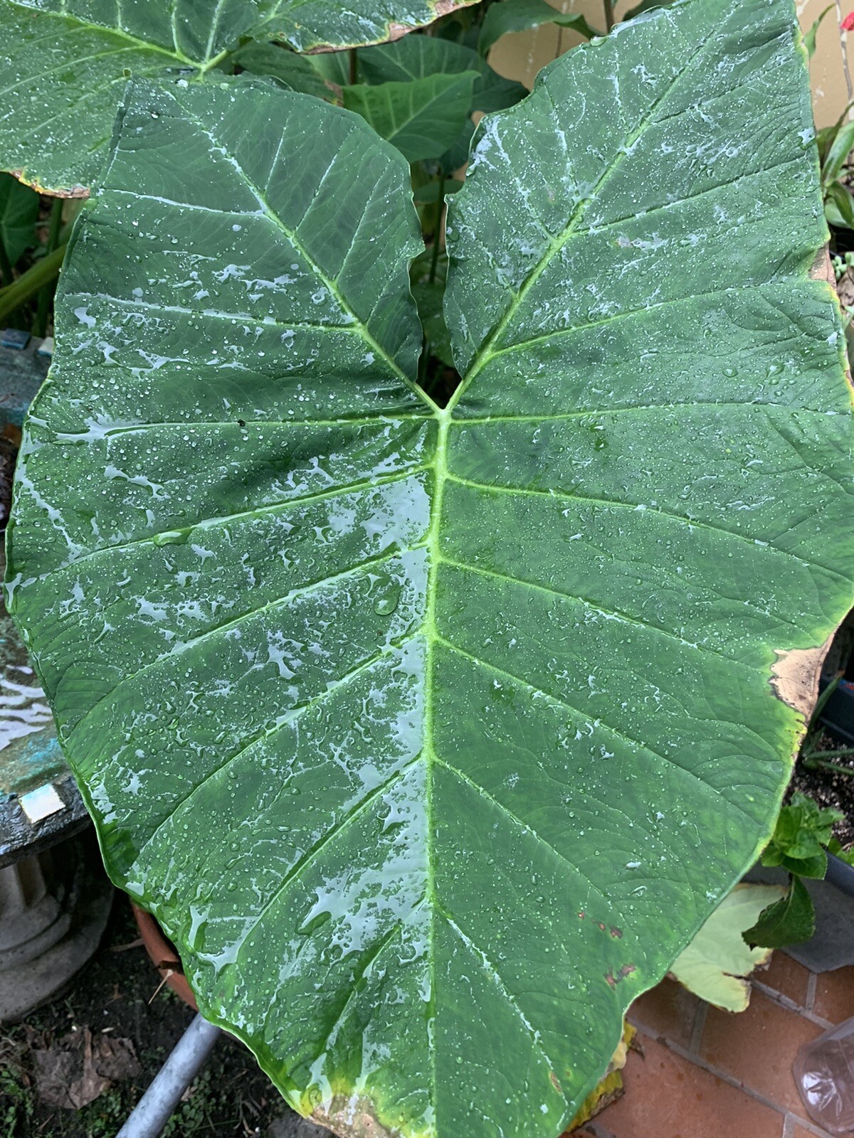 Colocasia Elephant Ear Giant Live Young Starter Plant in a 4” pot.