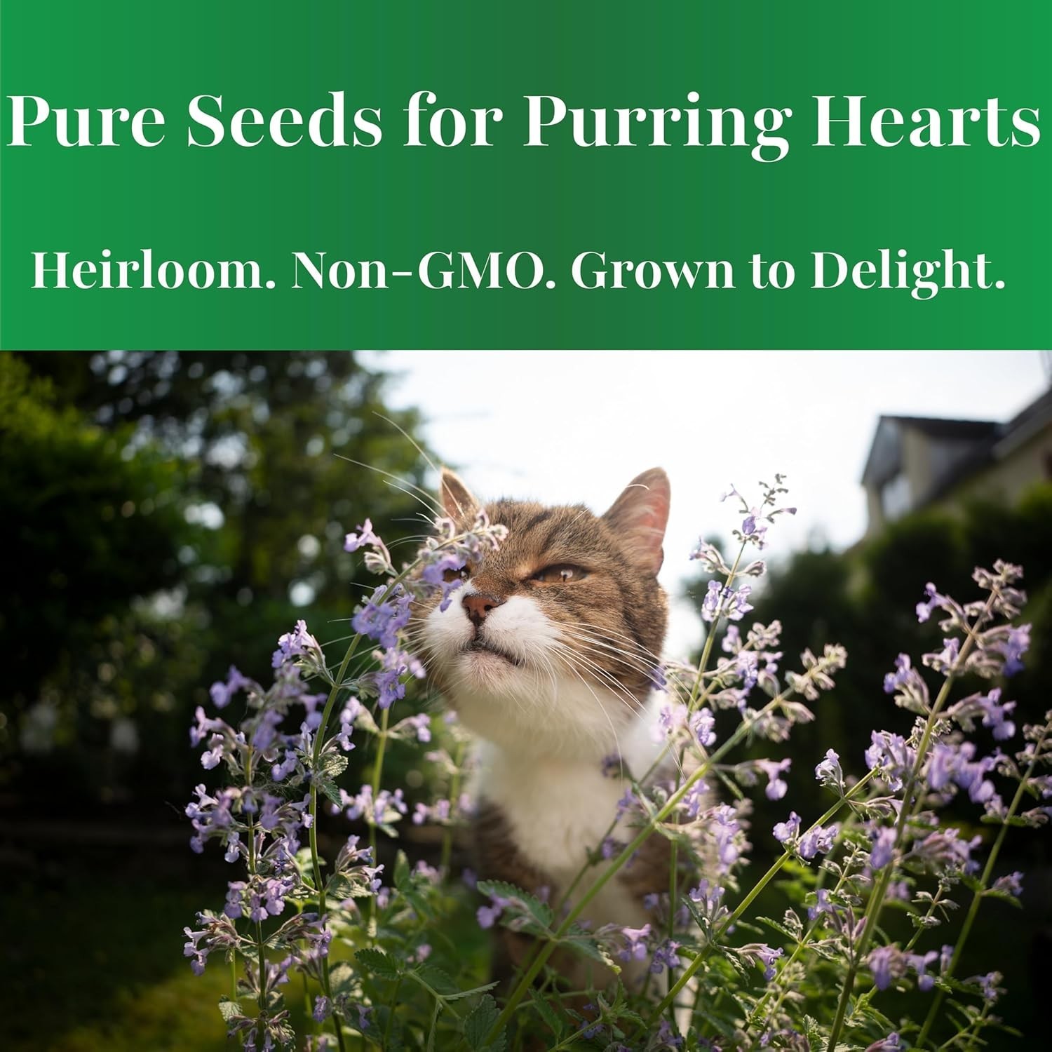 Catnip Seeds – 700+ Heirloom, Non-GMO, Fragrant, Low Maintenance Herb