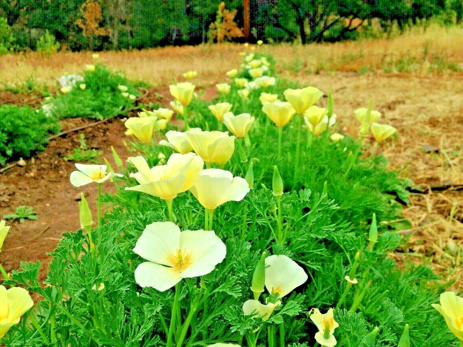 1001+WHITE Linen CALIFORNIA POPPY Flower Seed Native Wildflower Garden Container