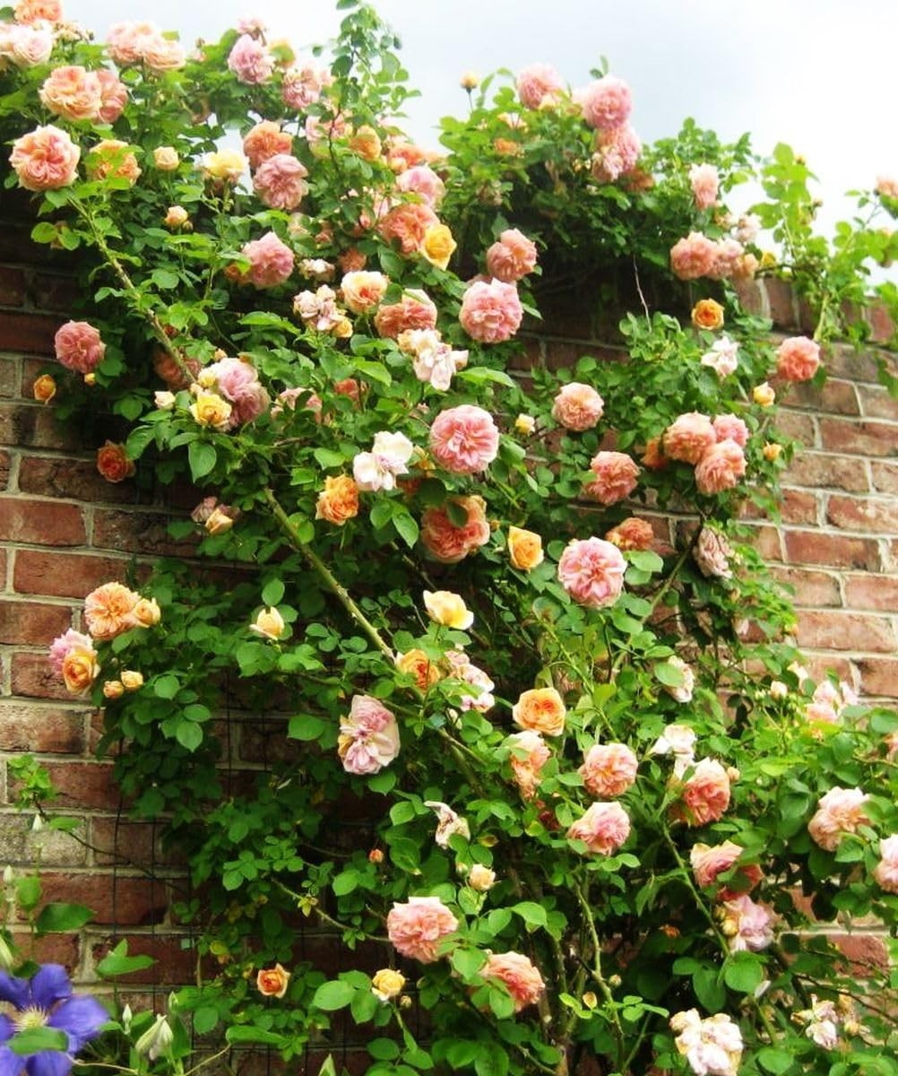Rare Pink Red Purple Yellow Rose Seeds for Planting – 50+ Hybrid Climbing Ros…