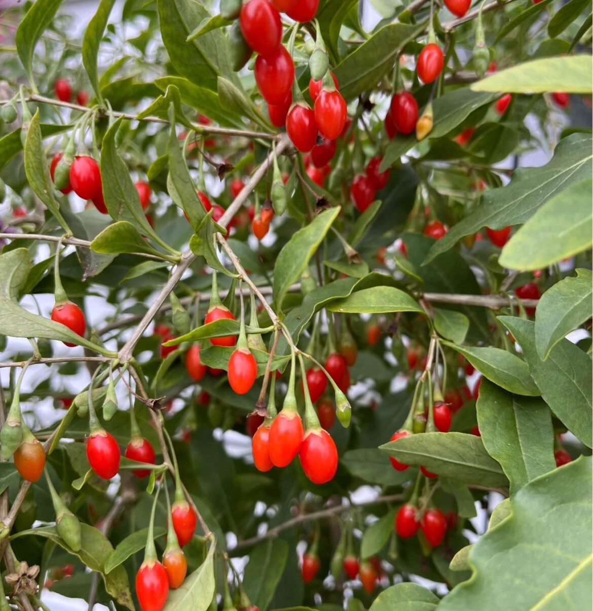 500+SEEDS GOJI BERRY CHINESE WOLFBERRY NON GMO- FREE POHA BERRY SEEDS Included!
