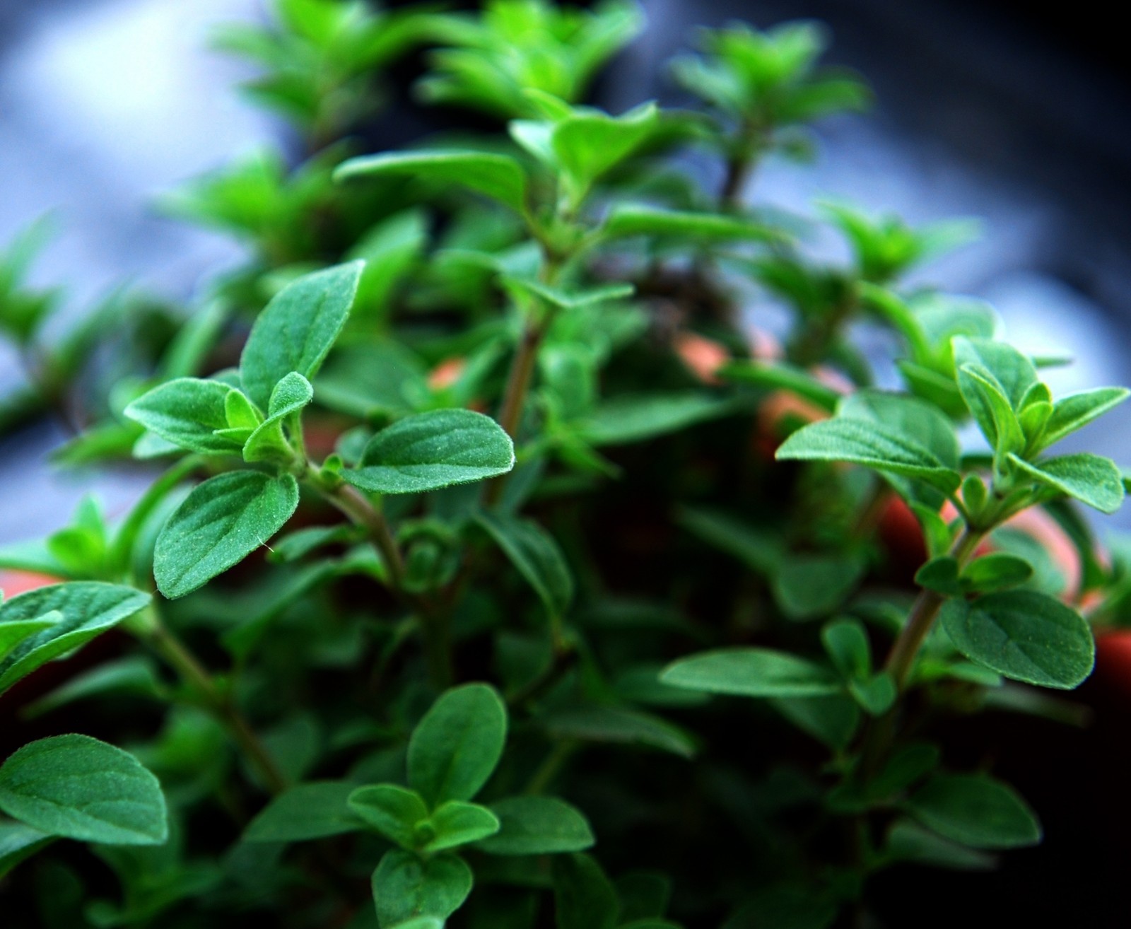 Oregano Seeds- Italian Herb Seeds- 500+ For 2021 $1.69 Max Shipping/order