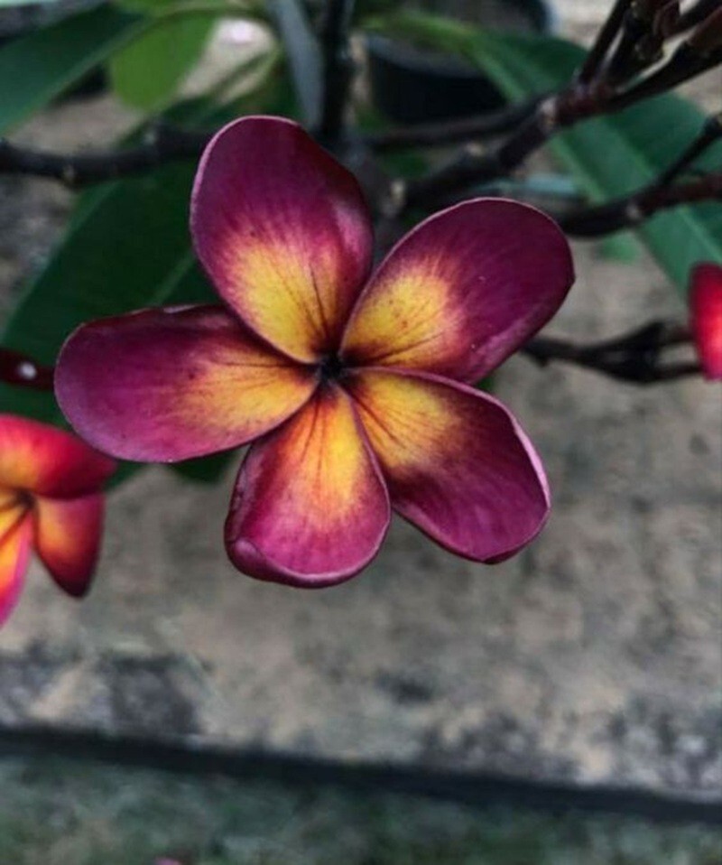 5 Plumeria Seeds ” Lavendar Yellow “