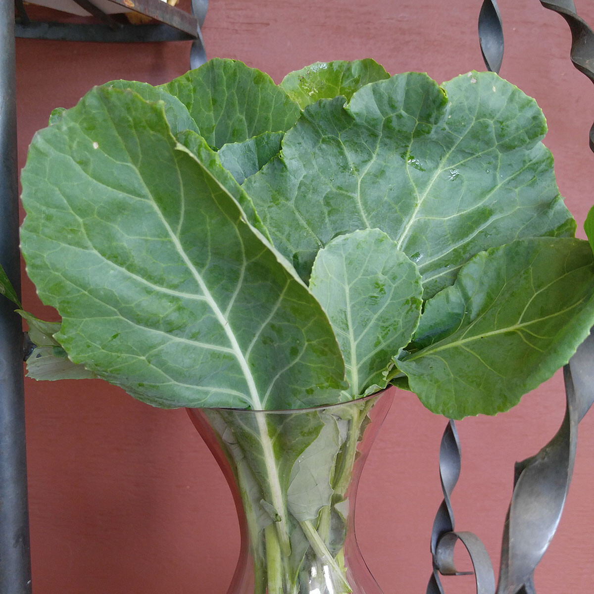 250 MORRIS HEADING COLLARD SEEDS FRESH HARVEST FOR 2024 GARDENS