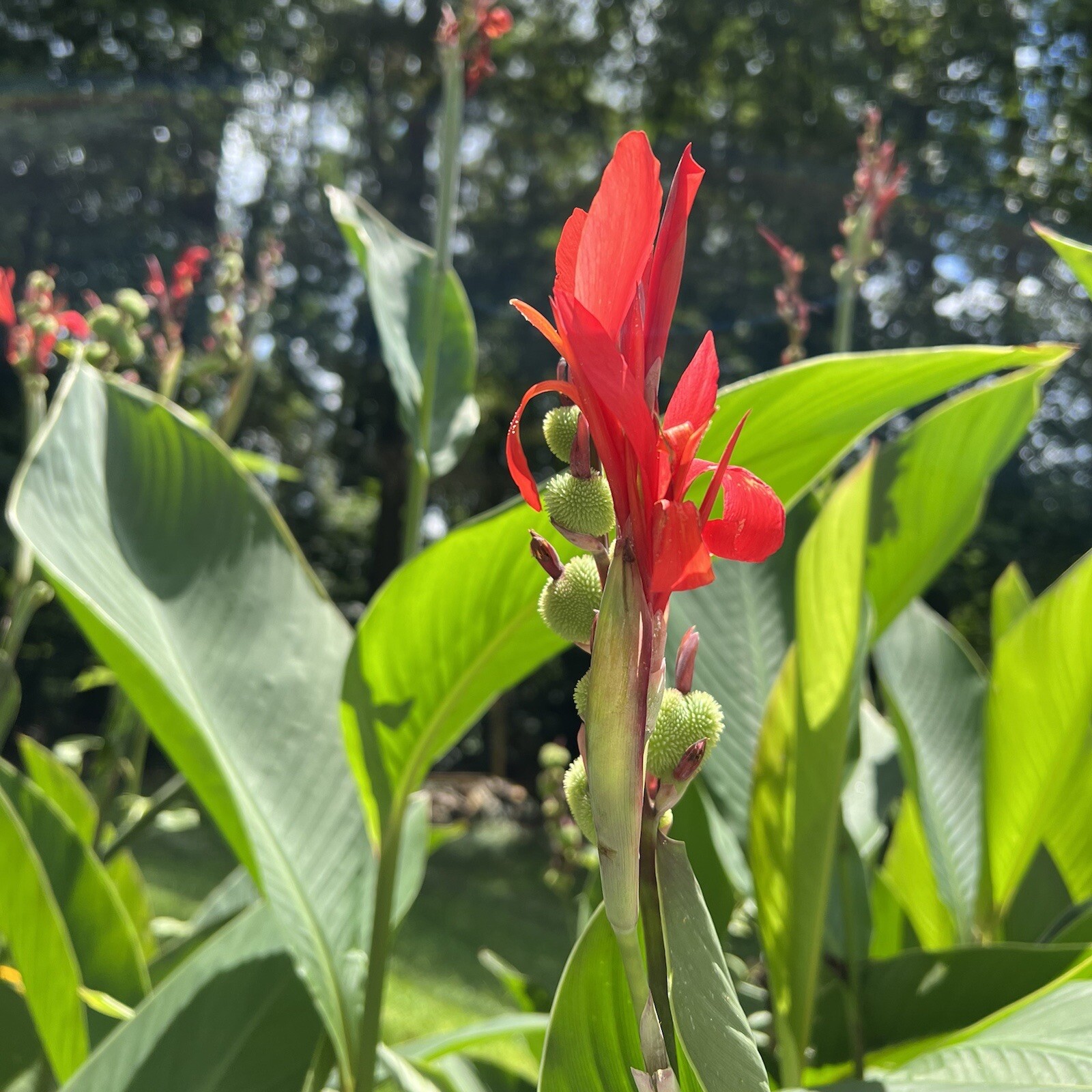 Lot of 10 Red Canna Lily Bulbs Root Rhizomes Plants Flower Garden Outdoors
