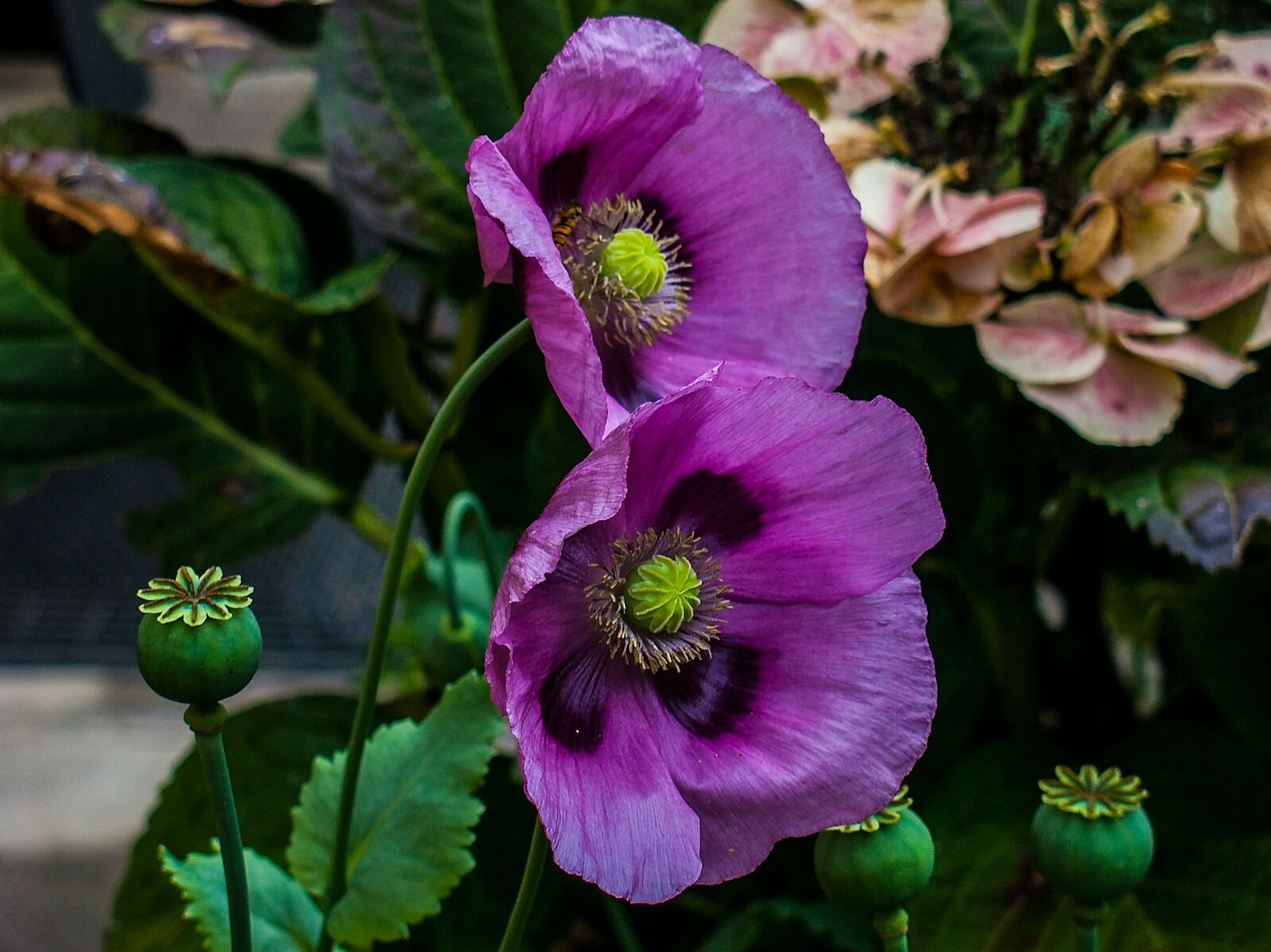 100 Seeds Pepperbox Poppy Multiple Colors Multi use plant