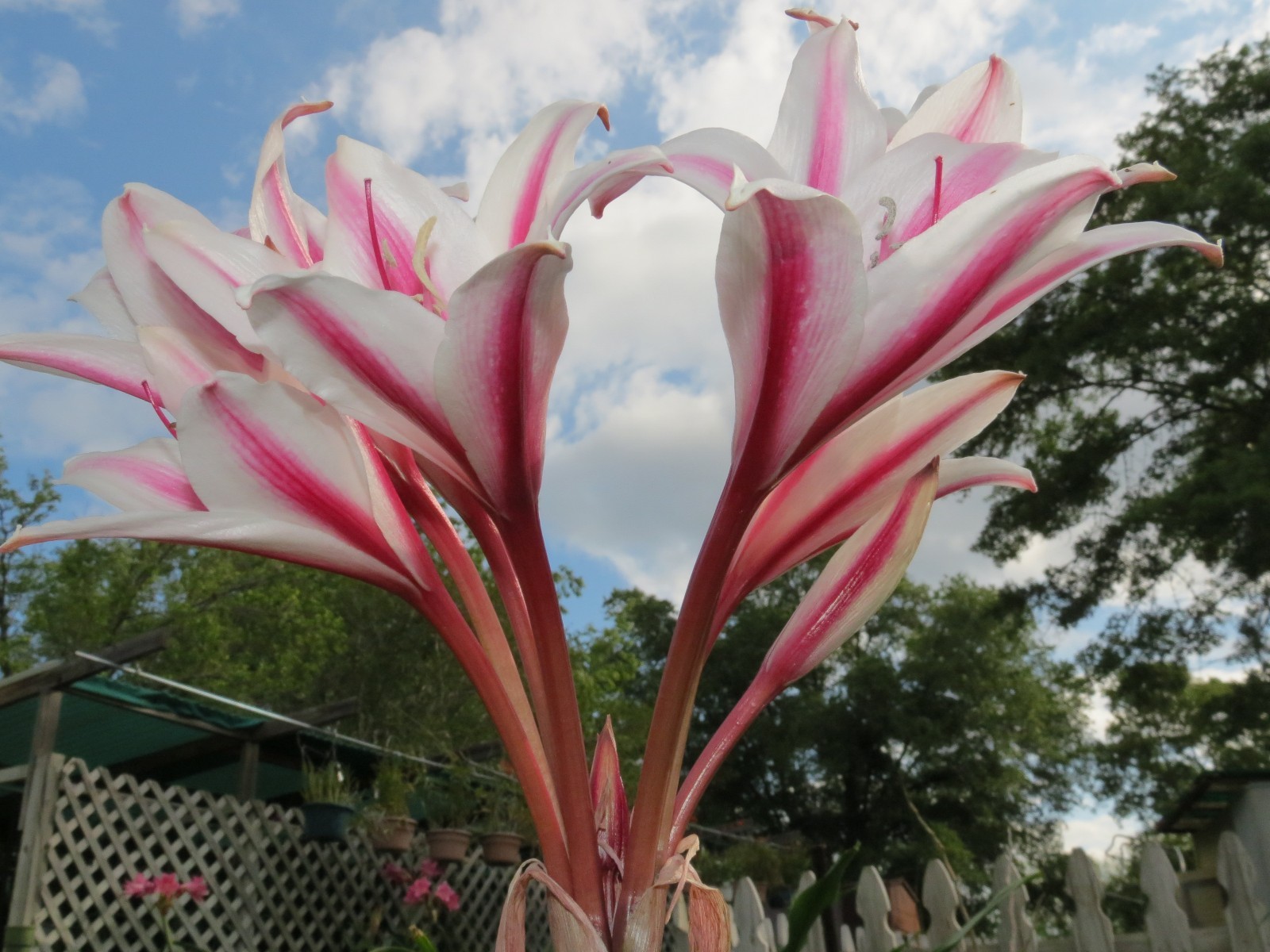 Crinum Lily, herbertii Schreck, jumbo, blooming-size bulb, NEW, RARE