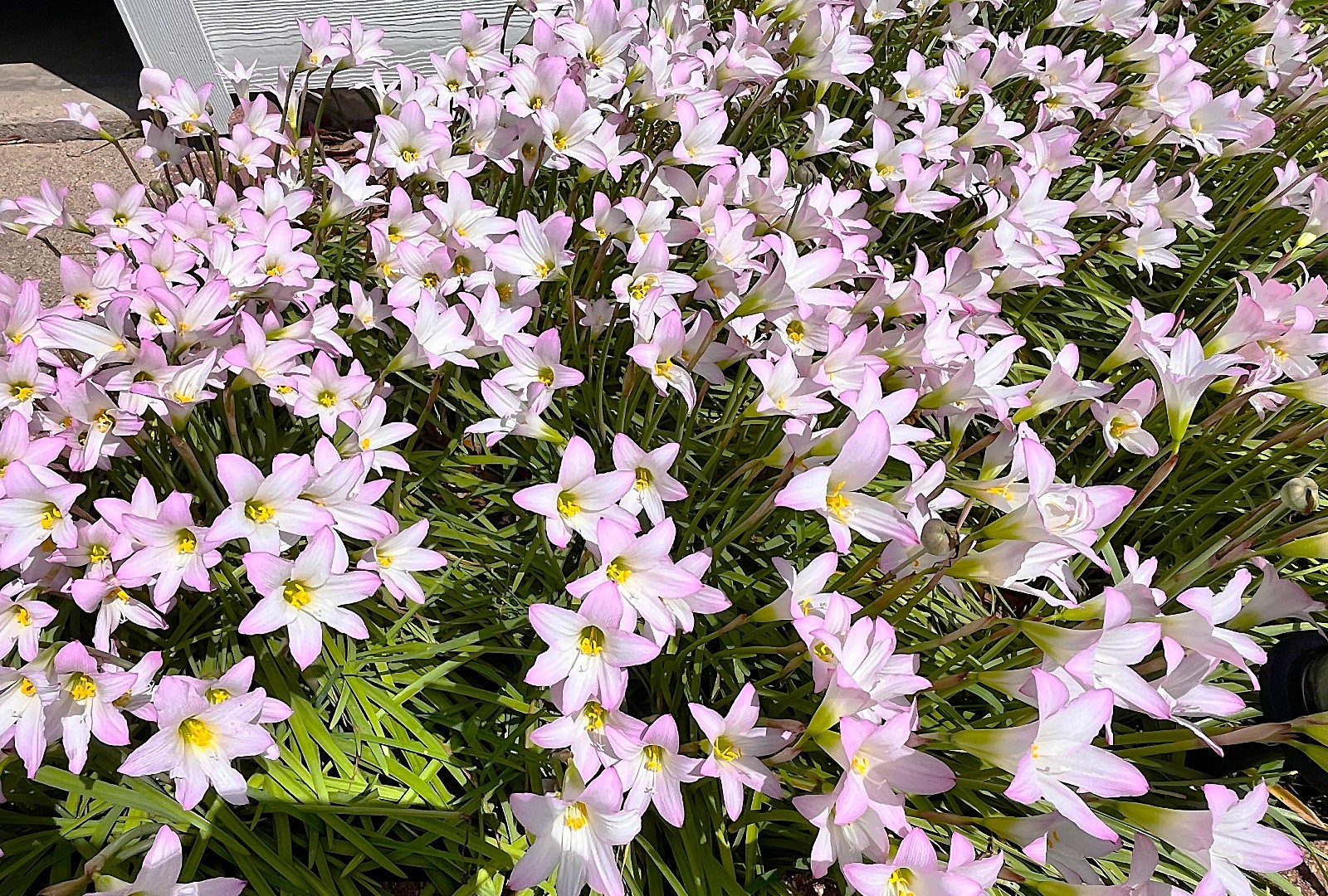 Rain Lily zephyranthes 12 live bulbs with roots and leaves pastel purple lot