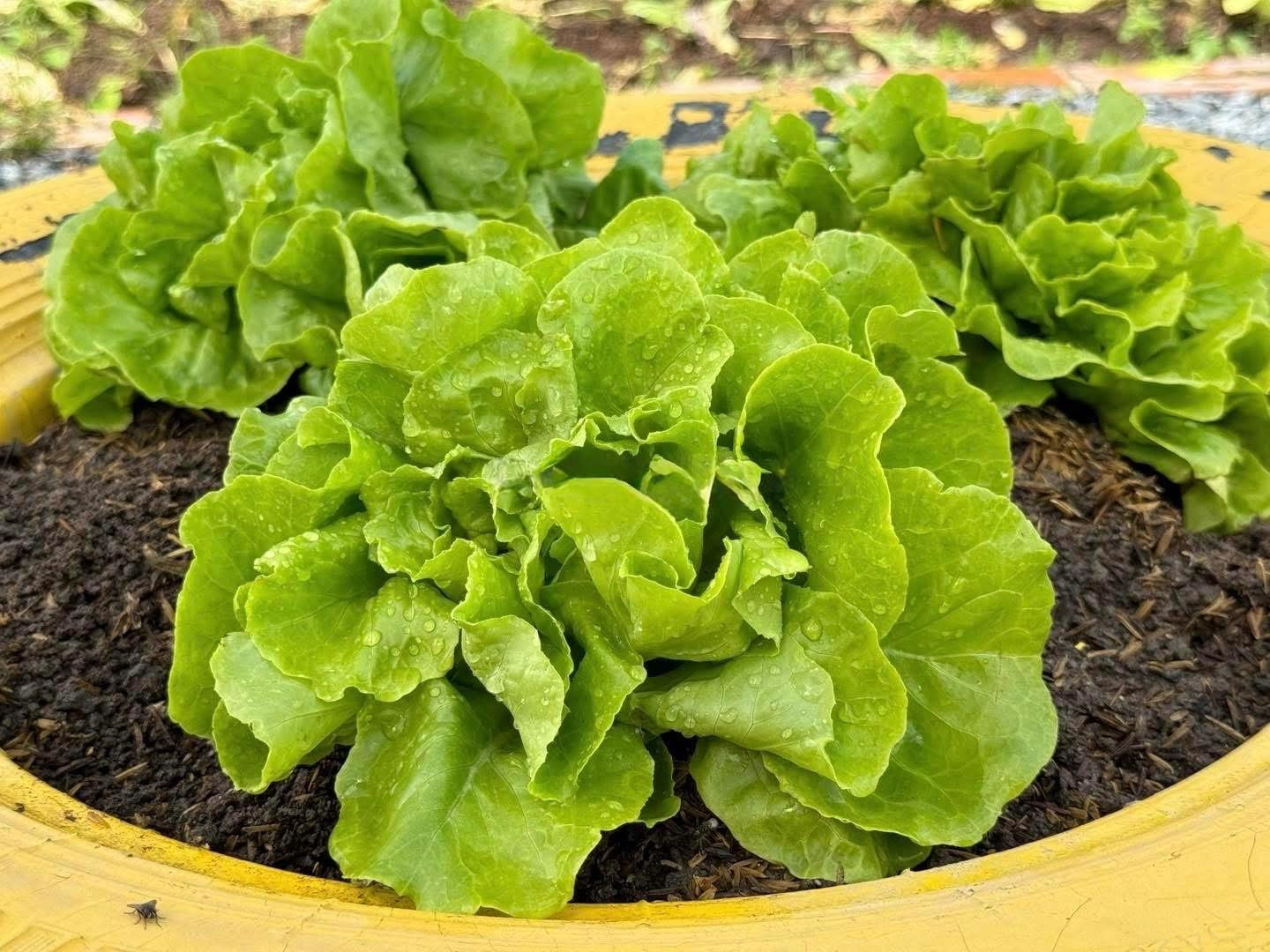 2000+ Premium Lettuce Seeds – Xà Lách, Buttercrunch, Loose Leaf, Butterhead Bost