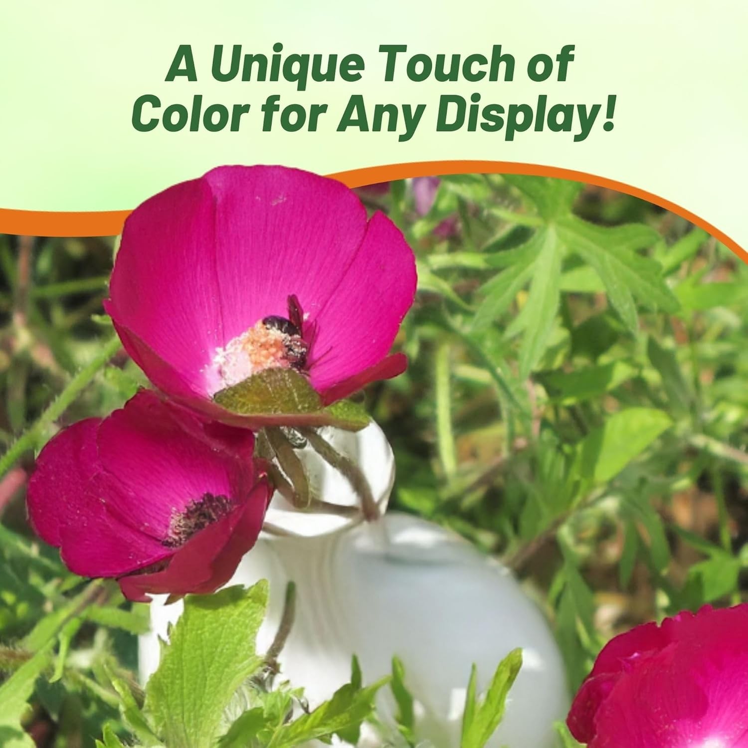 25 Seeds Callirhoe Purple Poppy Mallow Winecups Drought Tolerant Ground