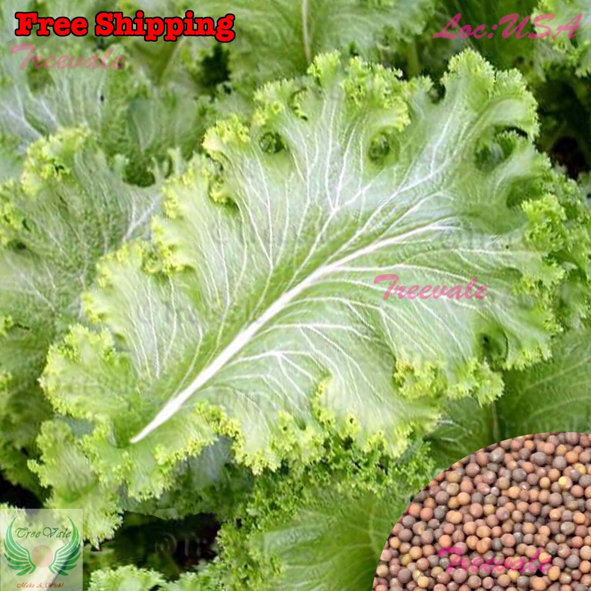 Southern Giant Curl Mustard, Indian Mustard, Chinese Mustard, Leaf Mustard SEEDS
