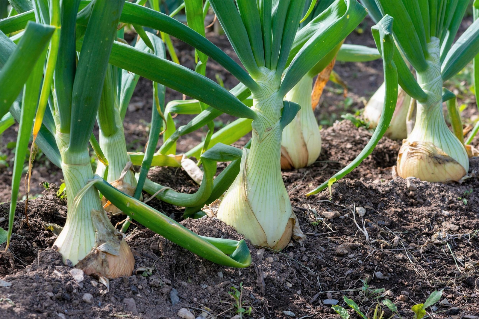 500 Sweet WHITE SPANISH ONION Allium Cepa Vegetable Seeds