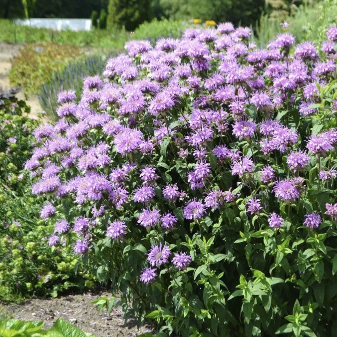 3000 BEE BALM WILD BERGAMOT SEEDS -Beneficial Bees Hummingbirds Non-GMO