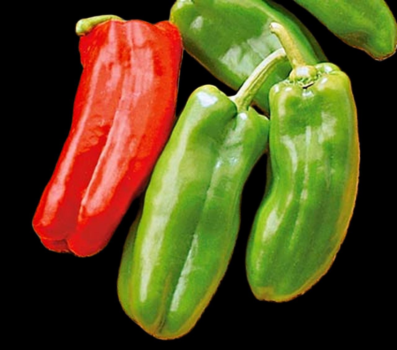 Giant Red Marconi Sweet Pepper Seeds. Ten (10) Untreated Seeds. Free Shipping!