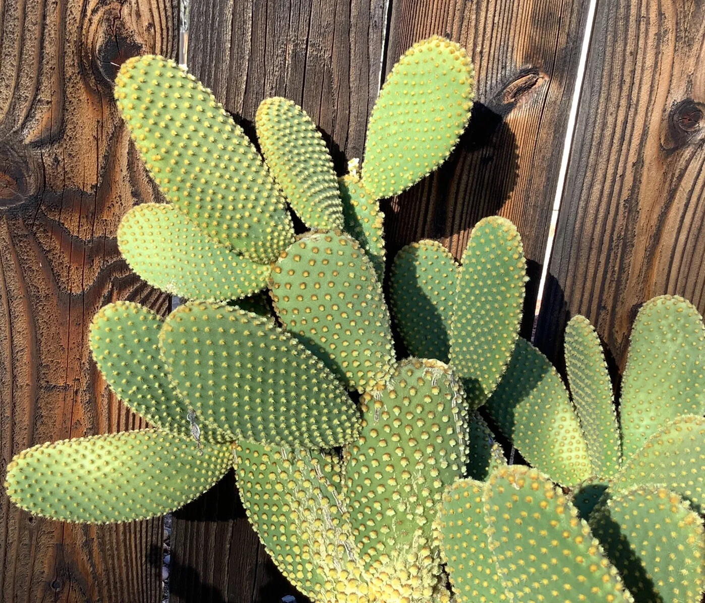 Opuntia microdasys (Bunny Ears Cactus) Fresh Cuttings 7 Pads