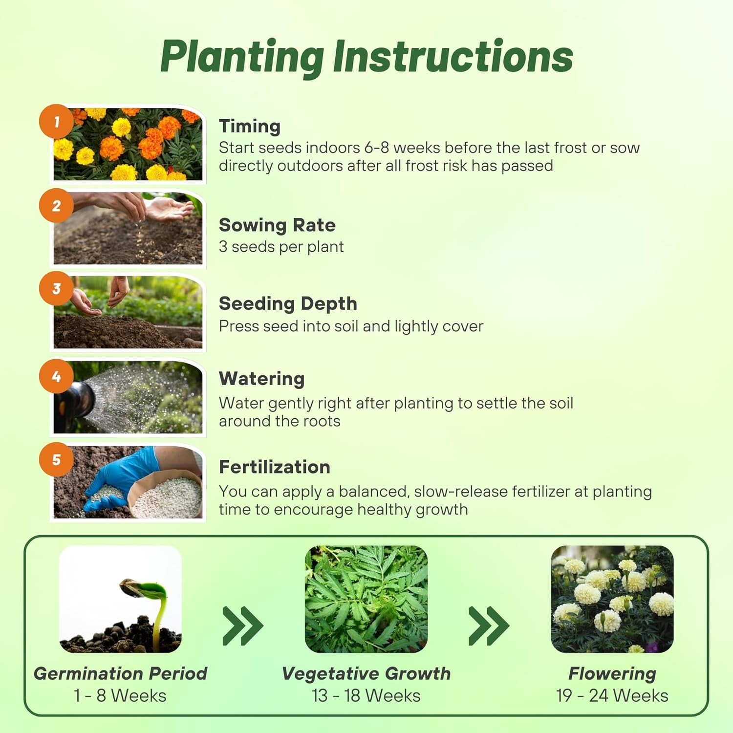 1000 Seeds Marigold Seeds – Tagetes Erecta Kilimanjaro Flower Seed