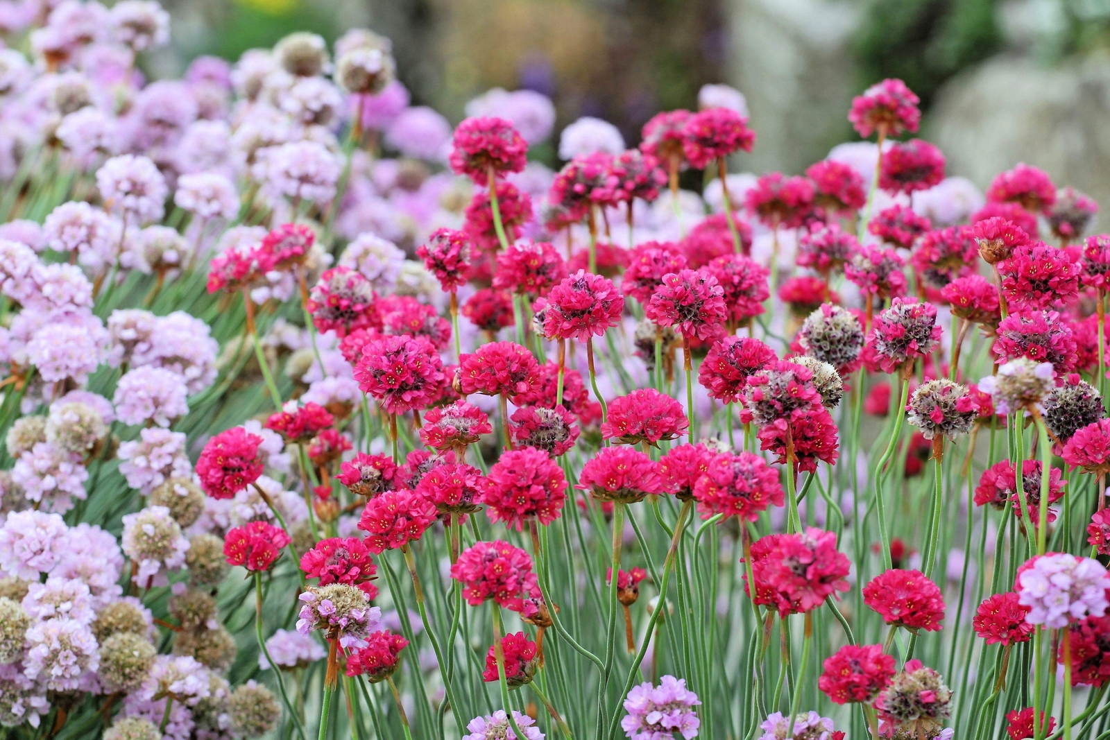 50 SEA THRIFT Armeria Maritima California Sea Pink Cliff Rose Flower Seeds
