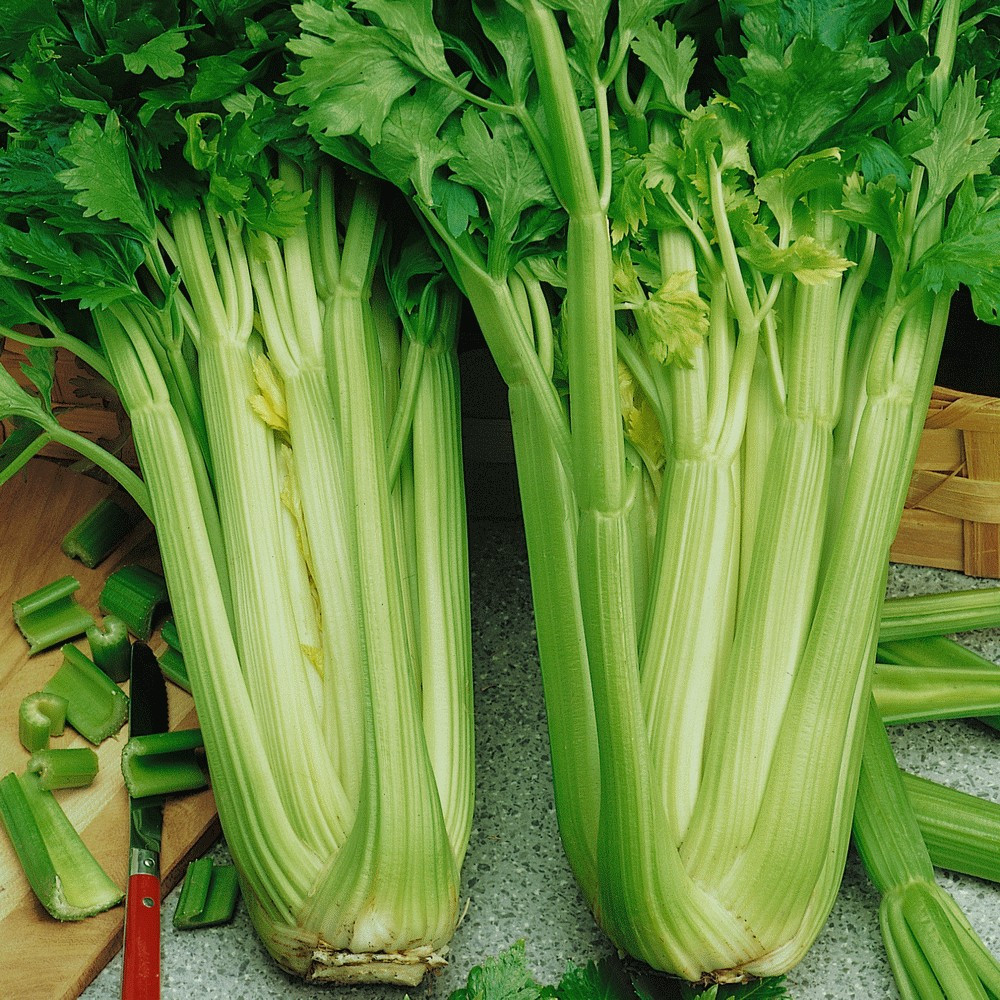 1500+ TALL UTAH CELERY SEEDS – CRISP – STRINGLESS —- HEIRLOOM — ORGANIC