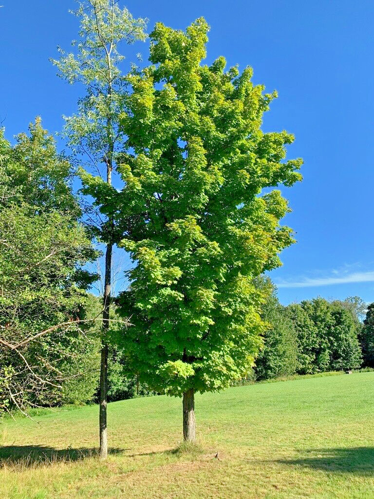 Northern Sugar Maple Tree | Premium Seeds | Acer saccharum ‘Fall’ | Plants’®