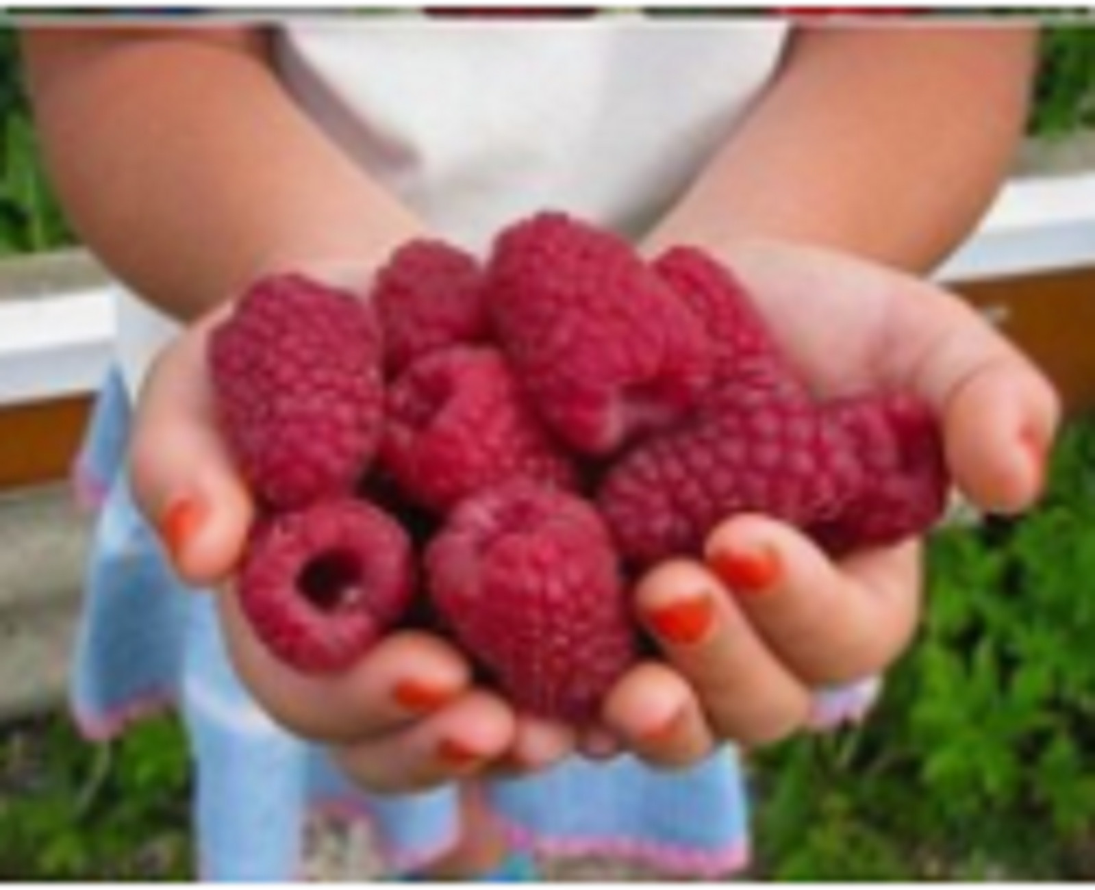 RARE RASPBERRY Fruit plant Tree 20 SEEDS -Combined Shipping (USA seller)