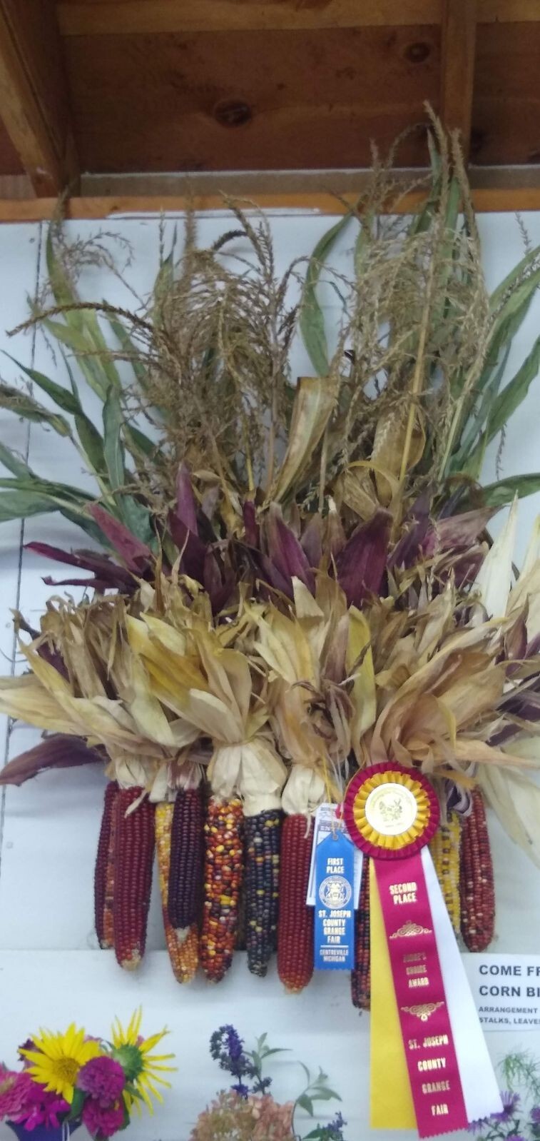 Giant Indian corn seed. Spring garden, competition winning seed, vegetable seed