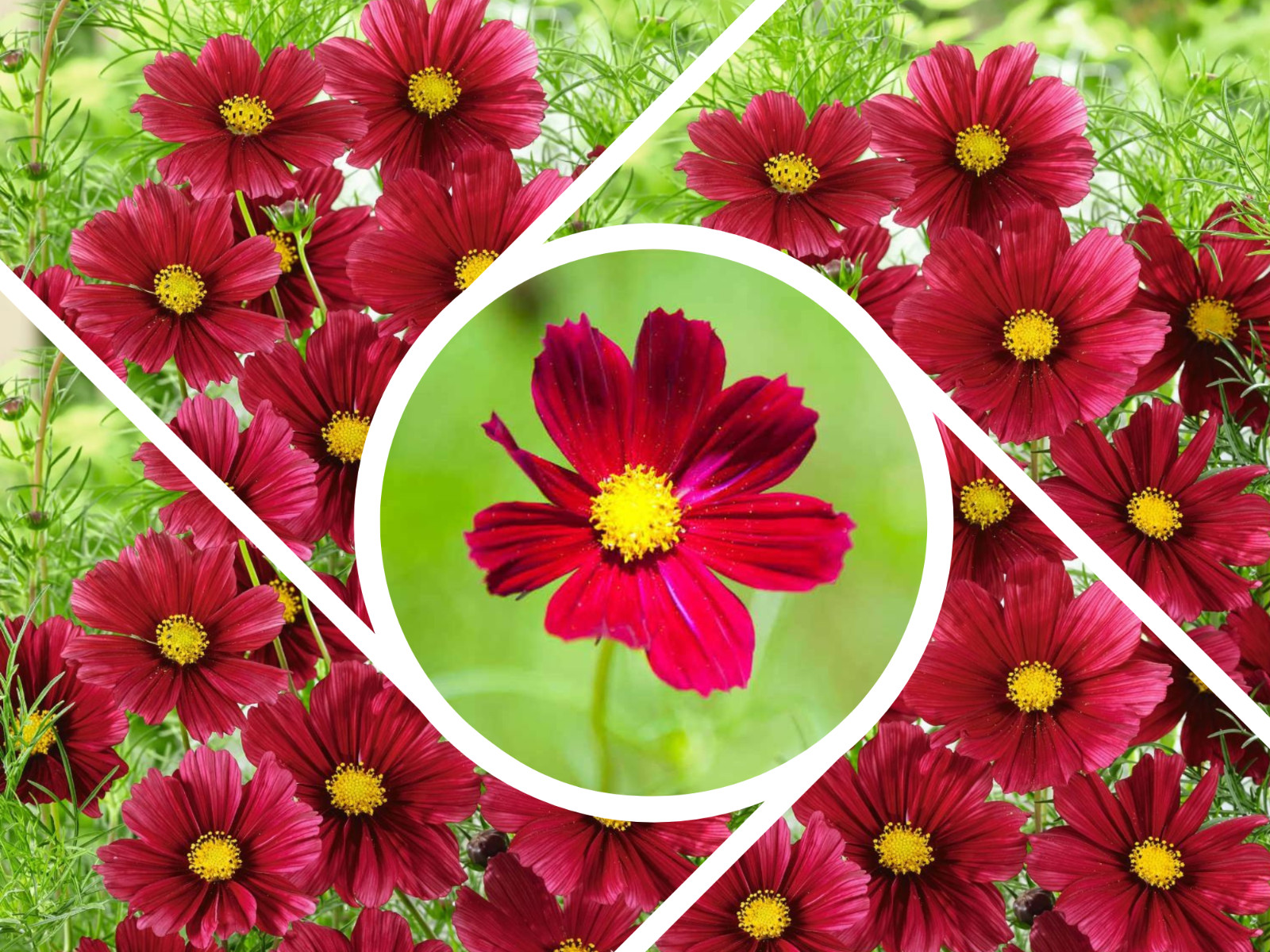 50+Seeds| Rubenza’ Cosmos Seeds Seeds #L010