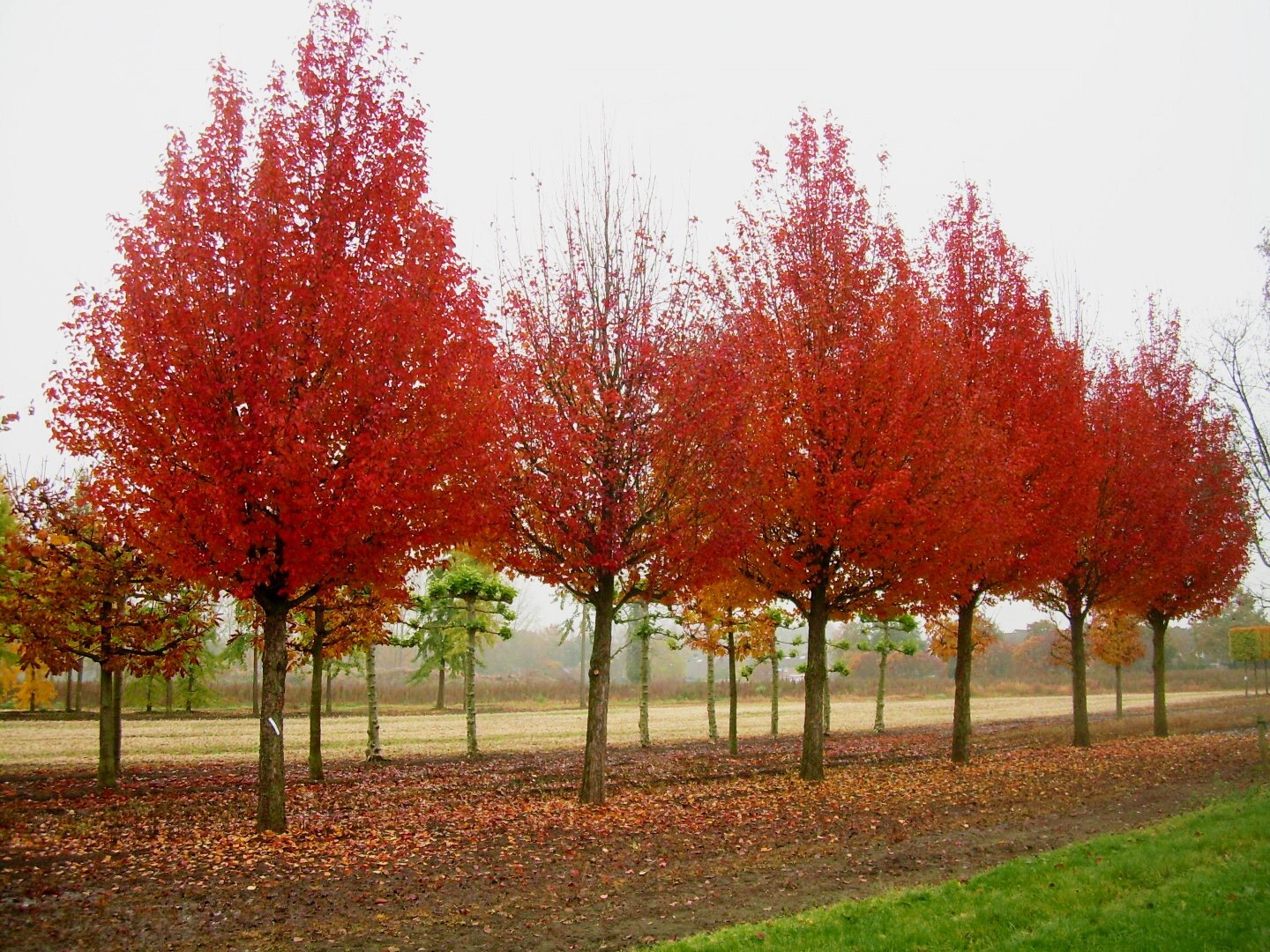 European Pear | Premium Seeds | Pyrus communis ‘Fruit’ | Plants’®
