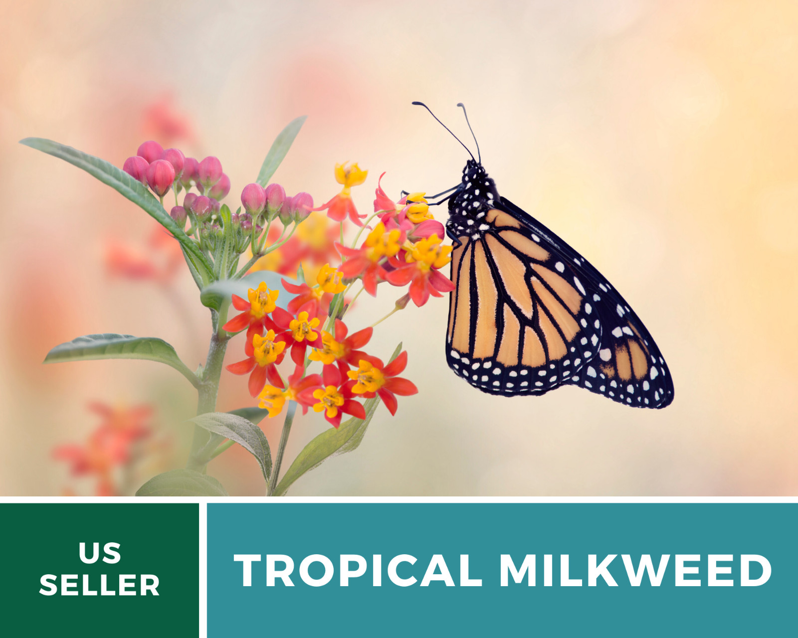 Milkweed, Tropical – Blood Flower – 50 Seeds – Monarch Butterfly Friendly