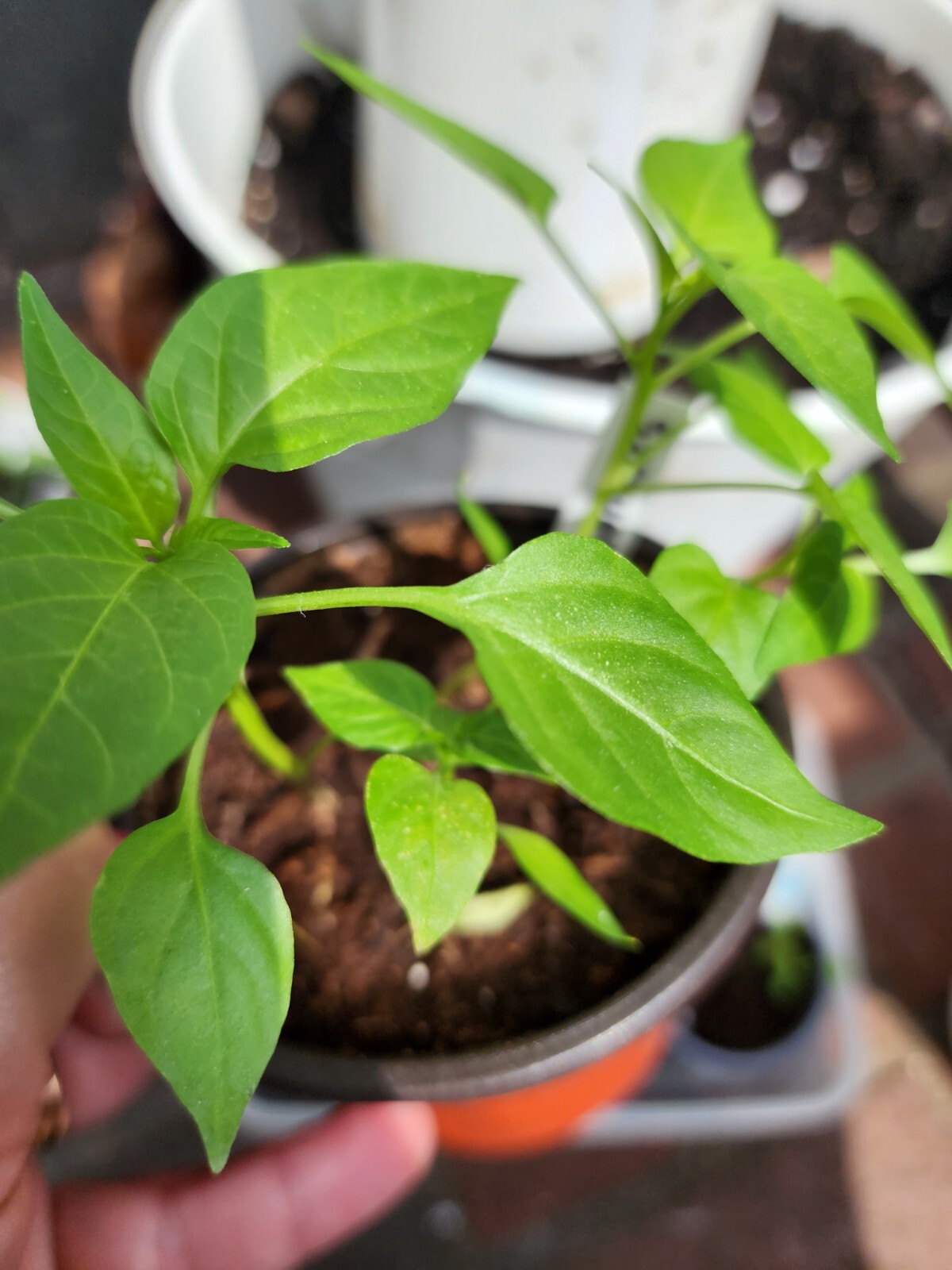 Sweet snack Pepper Organic -US Grown from my garden 20 seeds