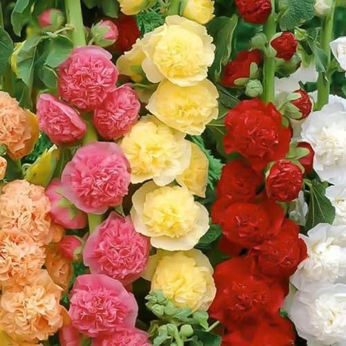 350+ Hollyhock Flower Seeds – Non GMO Carnival Mix Giant Mallow Double