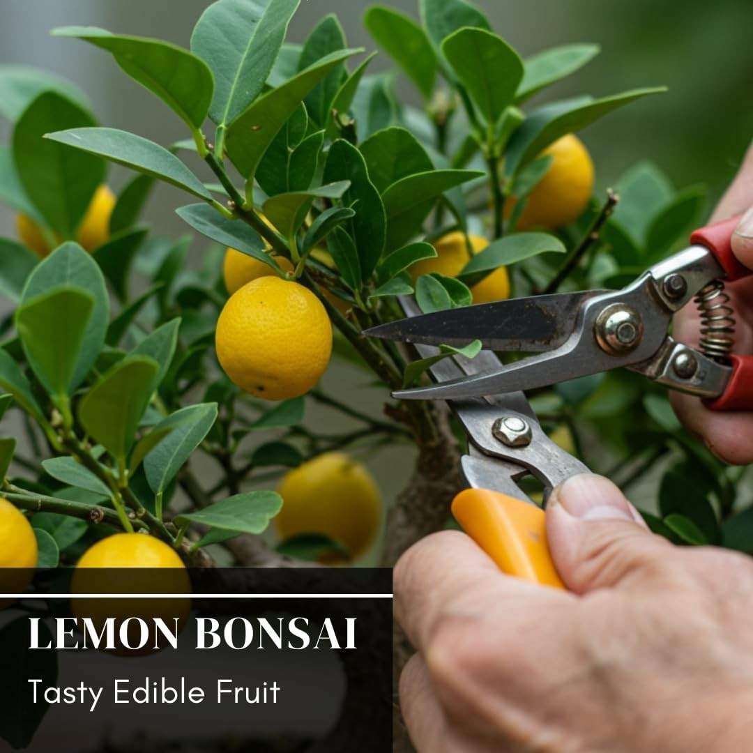 High Germination Dwarf Lemon Bonsai Seeds – 20 Count for Efficient Growth