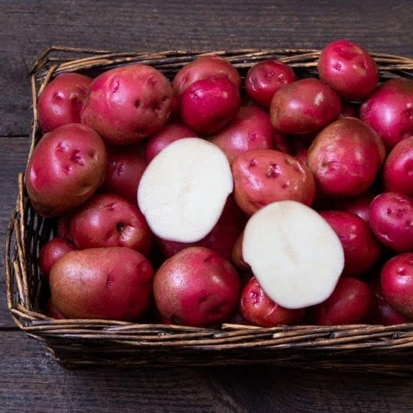 Red Norland Seed Potatos for Planting (10 Pounds)