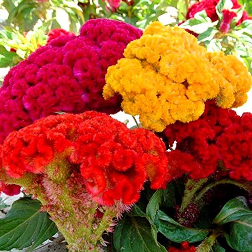 Cockscomb Celosia Seed Mix – 200 Woolflower Seeds for Planting
