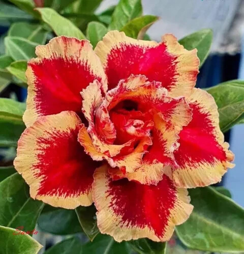 NEW!! Adenium Obesum – Desert Rose “SANTA” – 5 seeds (#57)