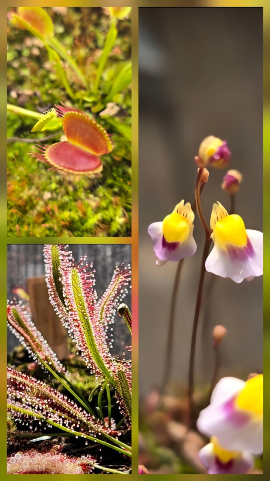 CARNIVOROUS PLANT 3 PACK- LIVE- (Sundew, VenusFlytrap, Bladderwort)
