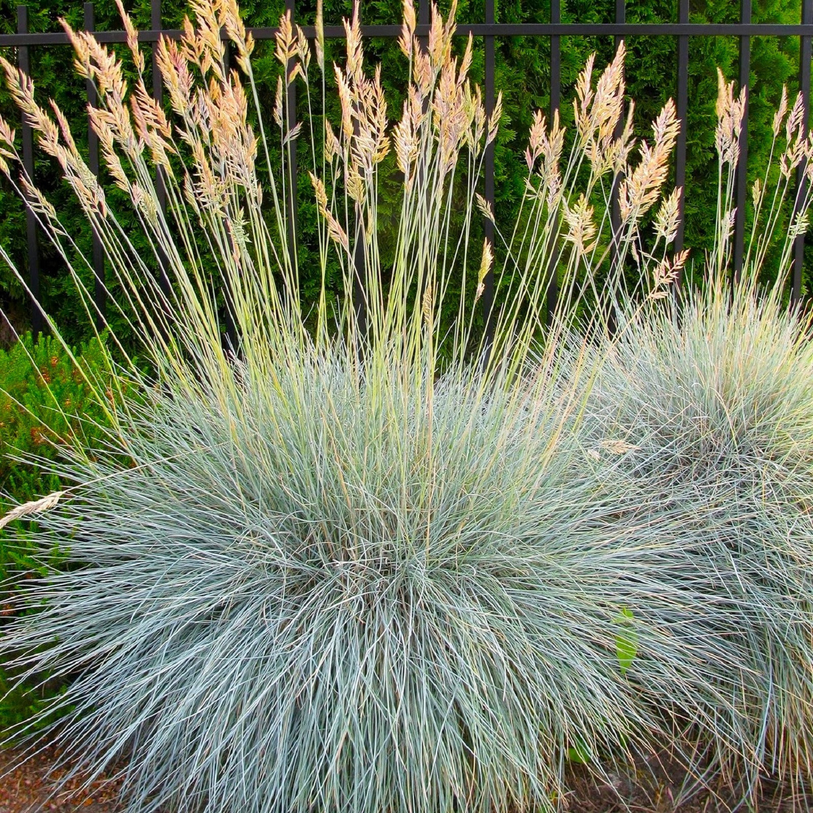 Blue Fescue Ornamental Grass Seeds 300+ Seeds BUY 4 GET FREE SHIPPING!!!