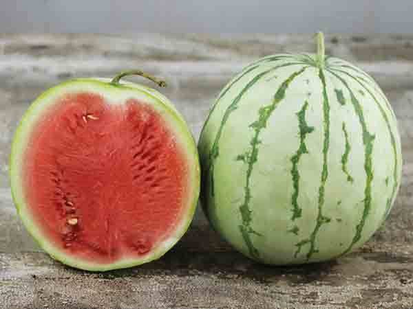Watermelon Seed: Dixie Queen Watermelon Seeds Fresh Seed FREE Shipping