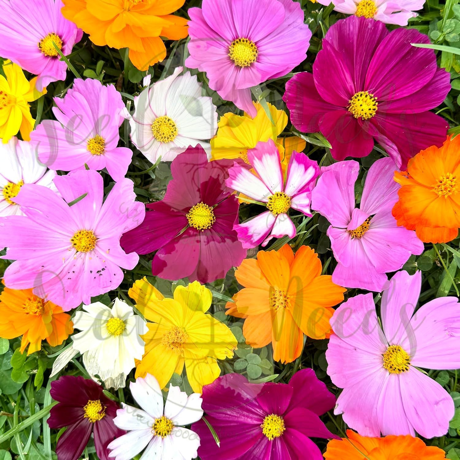Wildflower Cosmos Crazy Blend 1.5 Ounce No Filler | 10+ Varieties Including Sea