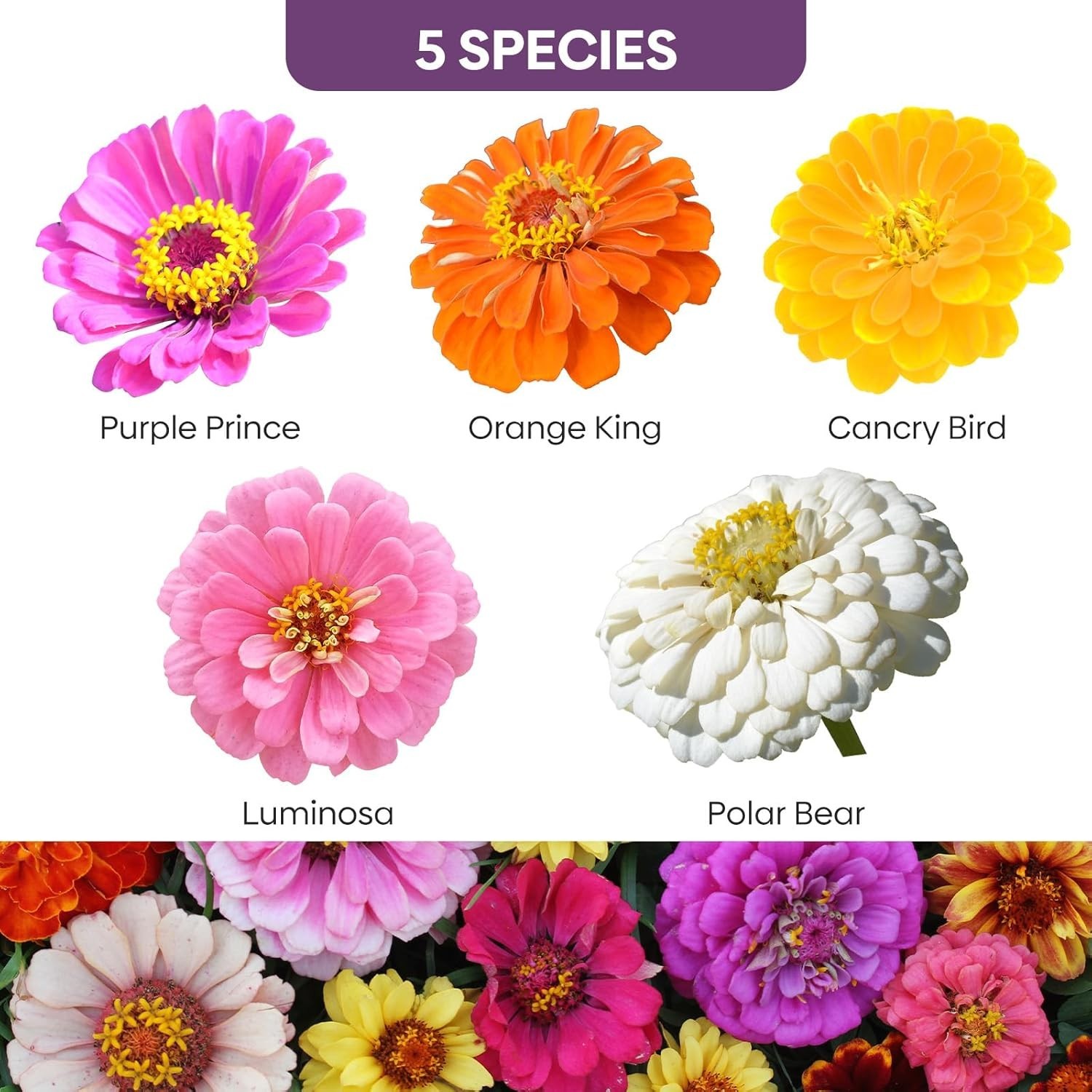 Gorgeous Zinnia Seeds Mix – 5 Color Varieties, High Germination Rate (1 Oz)
