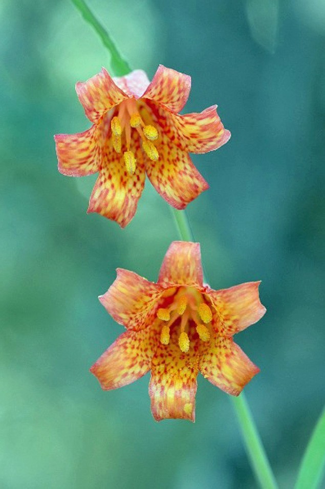 Fritillaria recurva | Scarlet Fritillary | 5 Seeds