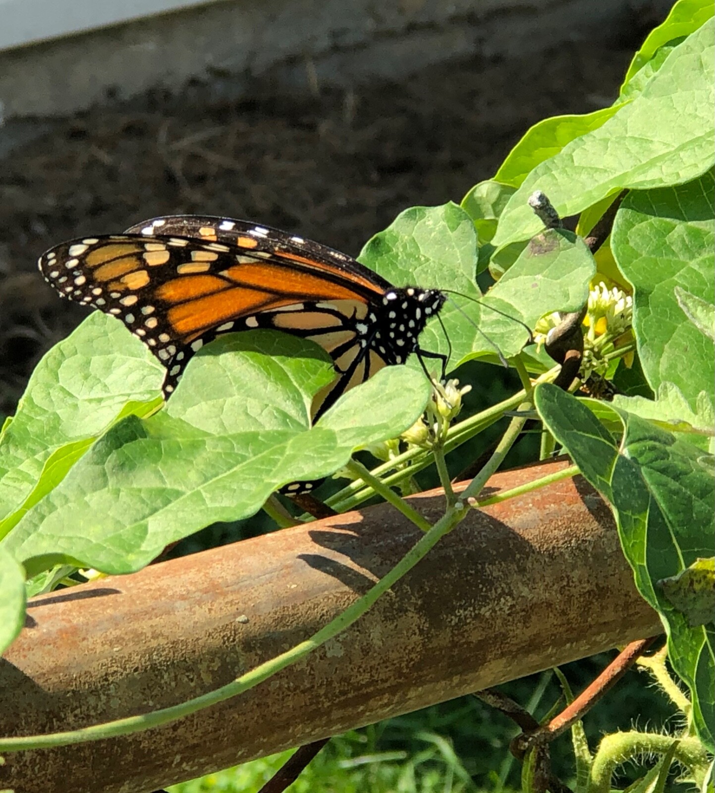 FRESH! Wild Honeyvine Milkweed 50-500 SEEDS~Organic~Climbing Bluevine Sandvine