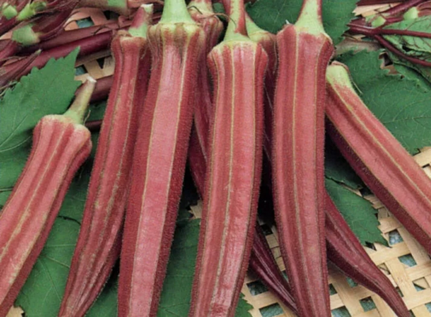 50+ Red Burgundy Okra Seeds (Abelmoschus Esculentus)