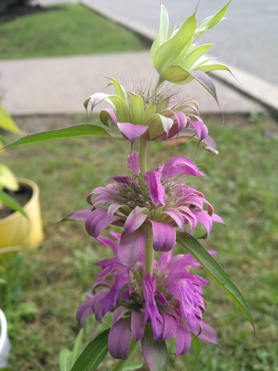 2000 Lemon Mint, Purple Horsemint Monarda citriodora Bee Balm Seeds, Native Herb