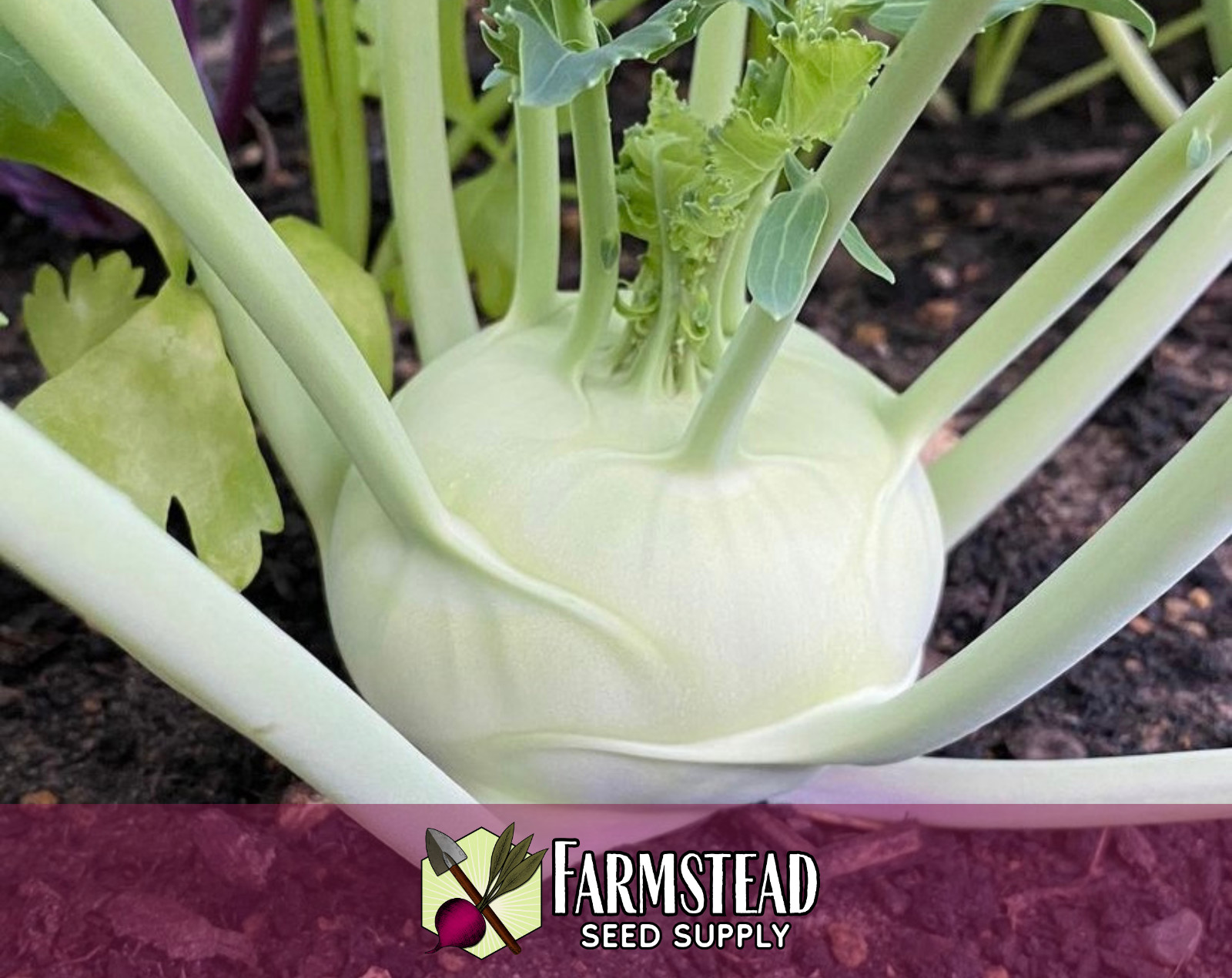 2,600+ Kohlrabi Seeds [Early White Vienna] Heirloom Vegetable Garden, Non-GMO