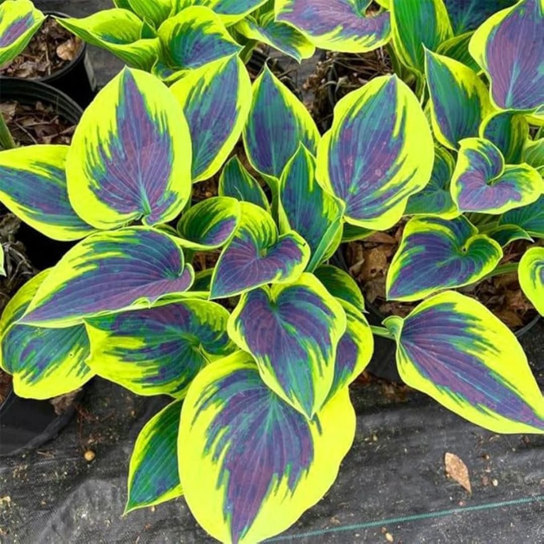 850pcs Premium Perennial Hosta Seeds, High Green, White, Blue, Variegated