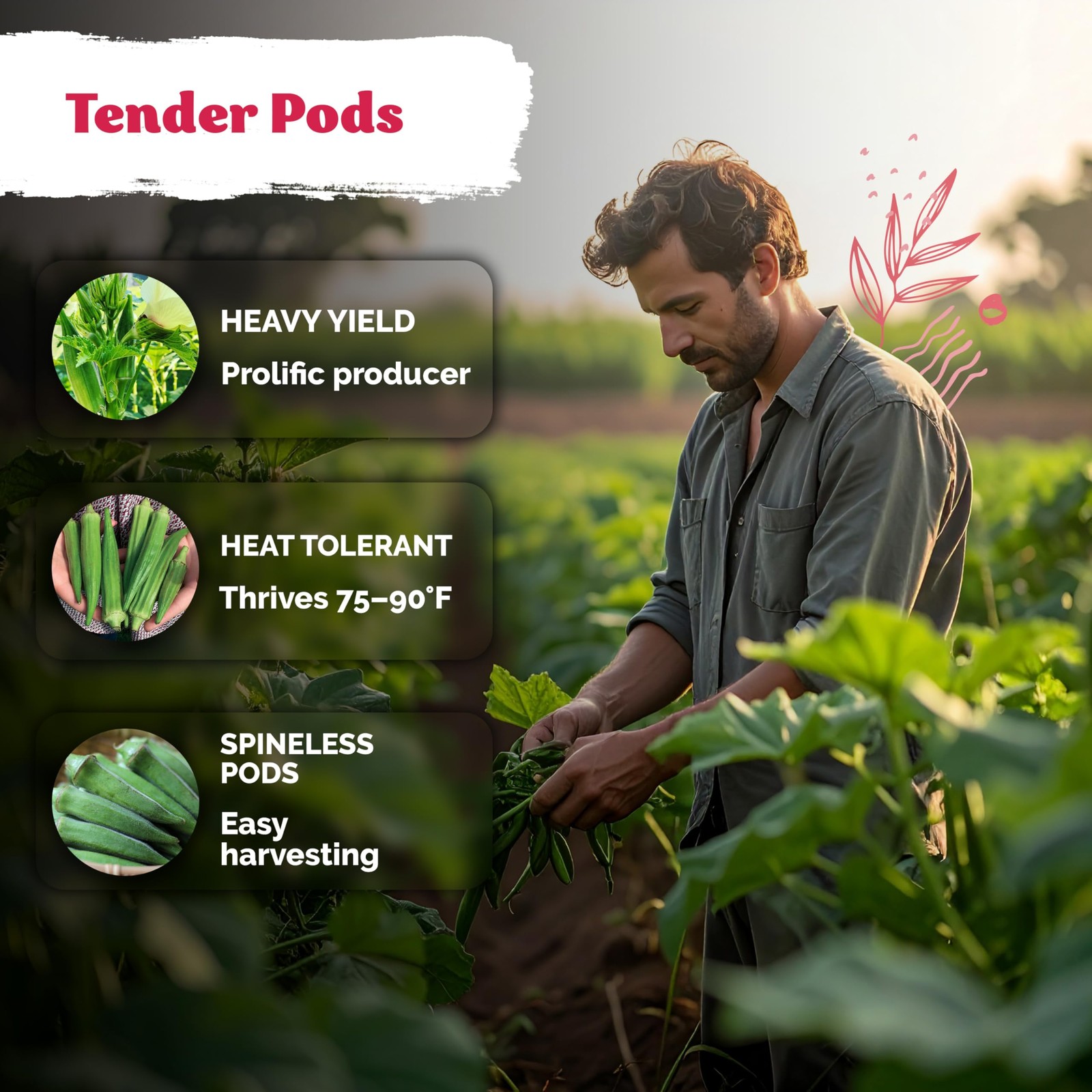 KVITER 125 Clemson Spineless 80 Okra Seeds for Planting (Abelmoschus esculentus)
