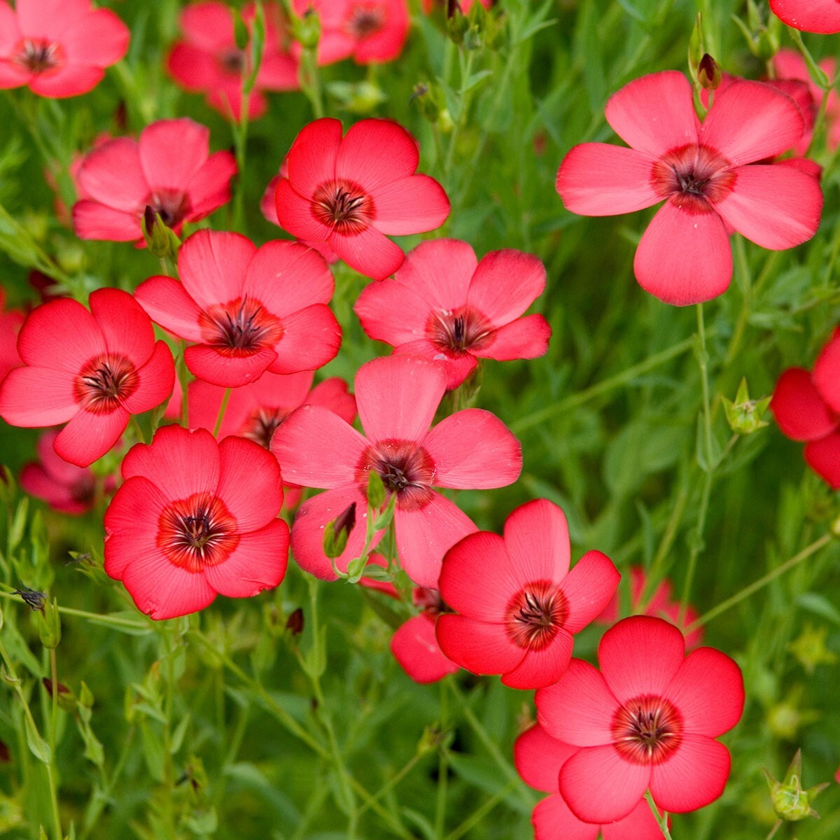 1 Oz Scarlet Flax Wildflower Seeds – Everwilde Farms Mylar Seed Packet