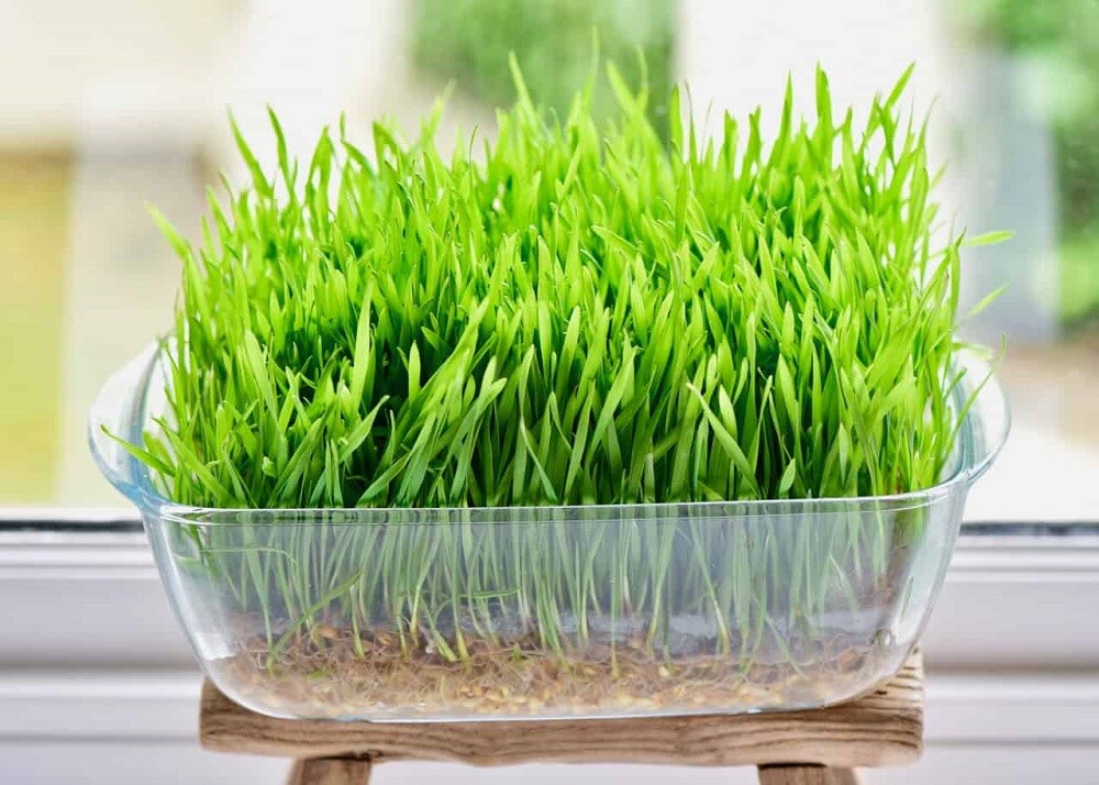 16 oz Cat Grass