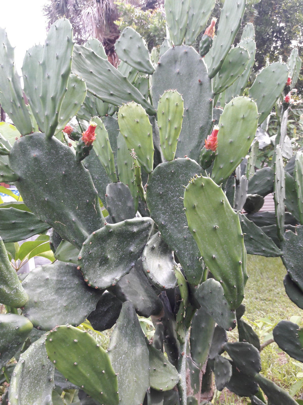 Spineless Thornless Edible Nopales Prickly Pear Cactus Pads, Opuntia Ellisia
